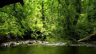 RELAXING NATURE SOUNDS, BIRDSONG AND BABBLING STREAM FOR STRESS RELIEF, SLEEP, MEDITATION