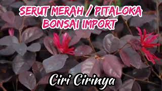 Mengenal Serut Merah (Pitaloka) Bonsai Import Incaran Kolektor | BELAJAR BONSAI