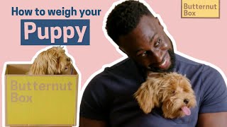 How to Weigh your Puppy with Dr Bolu