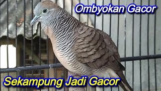 Perkutut Lokal Gacor, Juara pancingan