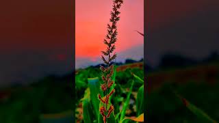 new farming status video 💯||#shorts #farming #viral