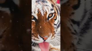 🐅Tigers have unique not only skin and skin patterns, but also voices.