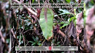 Фитофтороз декоративных и древесных культур (Phytophthora kernoviae Brasier) второй штамм