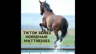 TT Series | Horsehair Mattresses