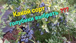 Какой сорт голубики выбрать???