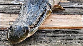 How to catch ALLIGATOR GAR With a Cut Bait Rig