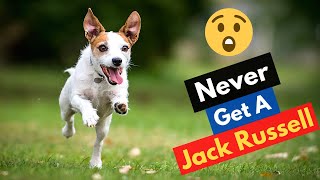 7 Common Jack Russell Behavioral Problems (And How to Fix Them)