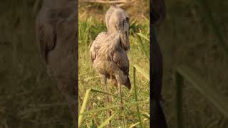 Our First Encounter with the Shoebill!🤔#shorts #safari #travel #travelling