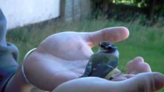 baby blue tit rescue