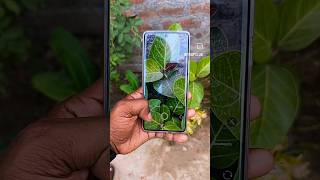 Vivo T2 Pro 5G 🔥🤯 short camera review #shorts #ytshorts