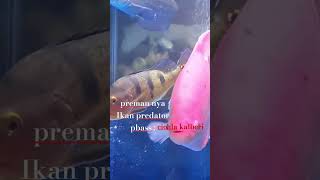 TATAPAN TAJAM SANG PREMAN AQUARIUM#youtubeshorts #ikanhias #aquarium