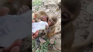 Dudu piyenge hum to 🍼🍼🍼🐵🐵🐵#bandar #monkeyvideo #monkey 0609