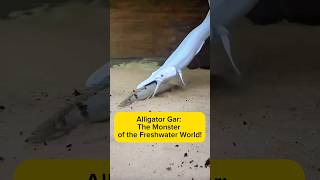 Alligator Gar: The Monster of the Freshwater World! AquaVerse #alligatorgar #alligatorfish #shorts