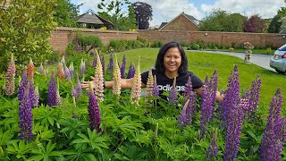 CANTIKNYA BUNGA LUPIN DI KEBUNKU BARNESIDE GARDEN #barnesidegarden