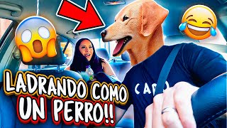 Taxista Ladra como Perro | Broma |