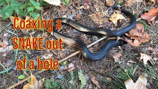 Coaxing a black snake out of a hole