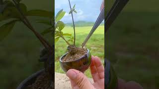 Tìm cây đơn giản làm cây mini #bonsai #gardening #plant #garden