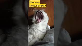 Как вам исполнитель?  #смешныекошки #кошкамузыкант