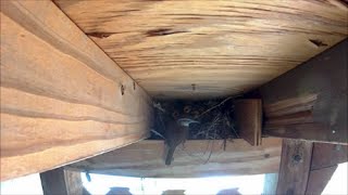 Wrens feeding chicks and fledging the nest..