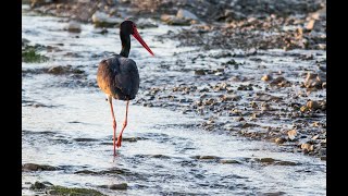 The Hunger Games.The black stork - Barză neagră - Ciconia nigra