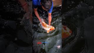 To enrich vitamin D, Jumbo koi are transferred to outdoor pond