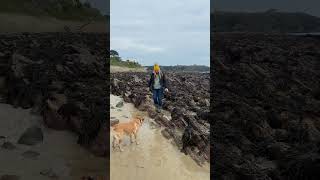 #beach #cornwall #labrador #falmouth #gyllyngvase #doglover #seaside