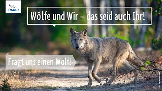 Fragt uns einen Wolf!