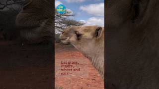 Camel - nature's wonder 👍#youtubeshorts #shorts