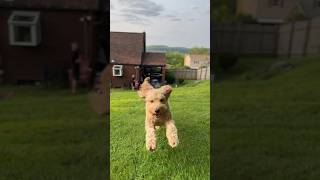 Flying Attack Goldendoodle #shorts #goldendoodle #puppy #cute #play #spring #energy #cutedog #run