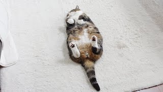 360°可愛い生き物が床に落ちてる。-360°cute creature is lying on the floor.-