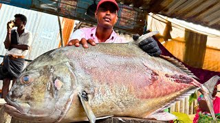 KASIMEDU GIANT TREVALLY FISH CUTTING VIDEO / cutting focus