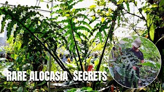 The Majestic Alocasia porteii | Care, History, and Unique Features