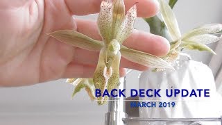 Orchie Update: Back Deck Growspace March 2019