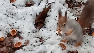 Запасливый Бельчонок - маленькая копия Бусинки 🤗❤🐿😋🌰🐿🐾⛄#белка #белочка #squirrel