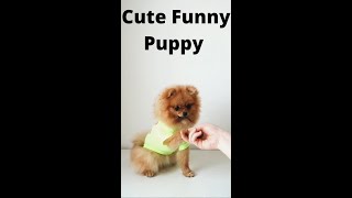 Cute Funny Puppy #shorts #funnydoggydog #youtubeshorts #shortsvideo #youtubeshortsvideo