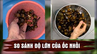 So sánh tốc độ lớn của ốc nhồi ở 2 thùng xốp nuôi 2 vị trí khác nhau