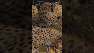 Cheetahs from Maasai Mara in Kenya