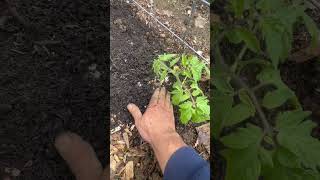 Transplanting tomatoes 🍅 and heavy duty trellises