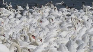 Abbotsburry SWannery,UK