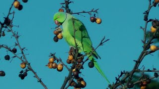 Ring-necked parakeets, Hertford