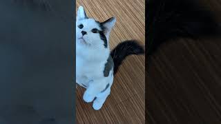 Bessie Boy greatest hits cat compilation 😺 🐈