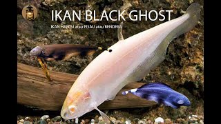 Ikan Black Ghost