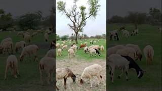 Sheeps and Goats in Thar Desert Area #ytshorts #animals #sheep #goat #thar #desertanimal