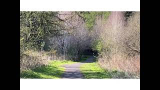 A gentle sensory forest walk , Somerset forest in spring