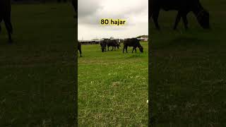 80 hajar #sorts #viralvideo #viral #youtubeshorts