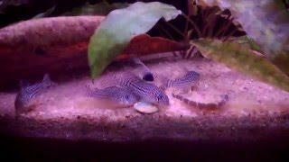 Cories and Loaches Eating