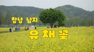 #2023 04 14 창녕군 남지 유채꽃 동영상  # 시든 꽃 하나 없이 만발 했었습니다   ㅡ 조용한 여행 ㅡ