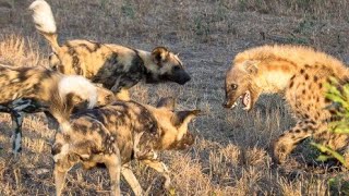 Wild dogs attack hyena