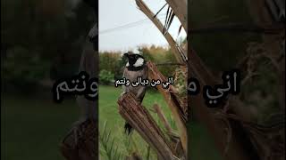 اني من ديالى ونتو #غيث_هادي