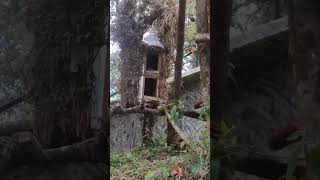 Red Panda in Darjeeling Zoo #redpanda #darjeeling #viral #shorts #short #youtubeshorts #zoo #travel